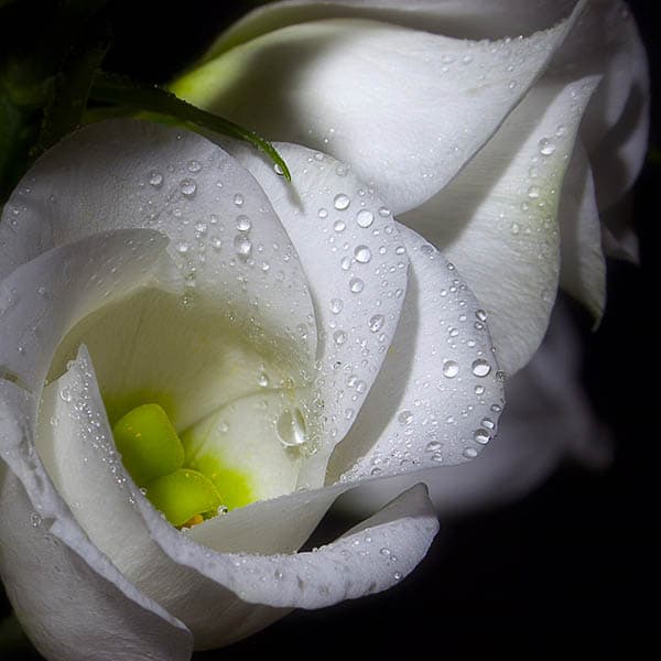 Eustoma grandiflora